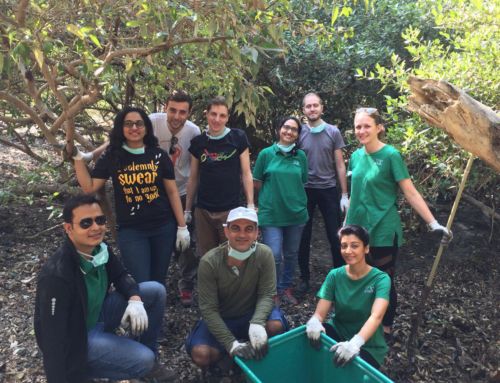 Helping our Mangroves Thrive