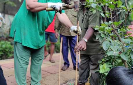 Sapling Plantation 11