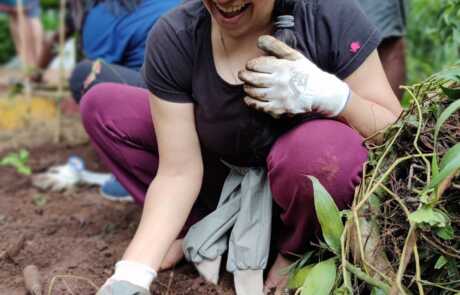 Sapling Plantation 12