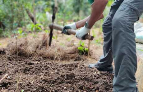 Sapling Plantation 14