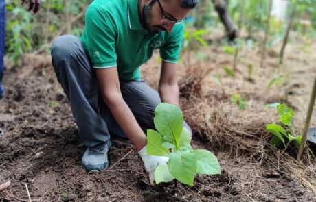 Sapling Plantation 16