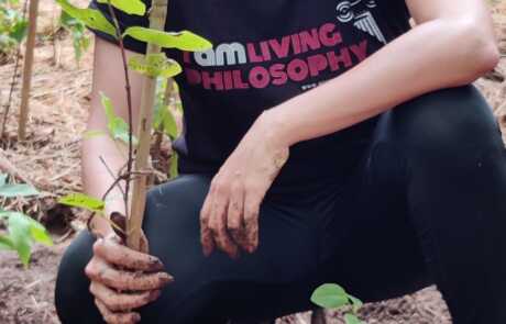 Sapling Plantation 16