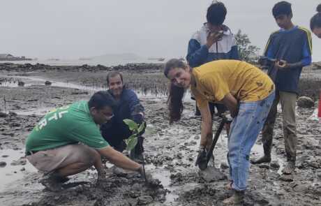 mangrove planting8